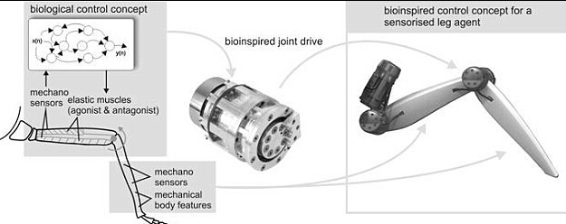揭曉全球首個有生物腦的機器人神秘面紗