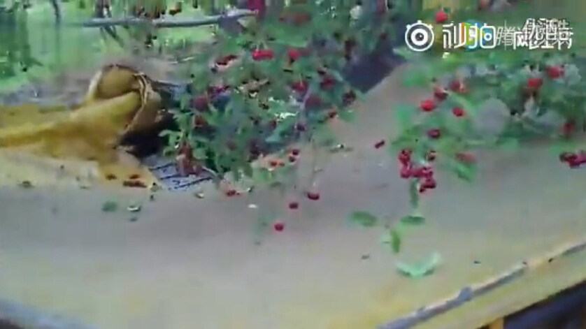 還別不服氣，美國機械化摘櫻桃，5分鐘摘光一棵樹！